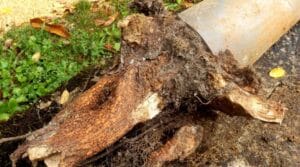 How Tree Roots Contribute to Sewer Backups